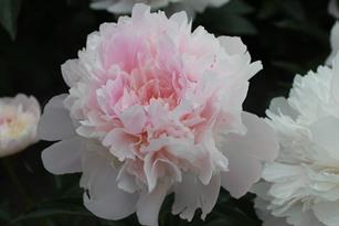 Paeonia Alertie 1